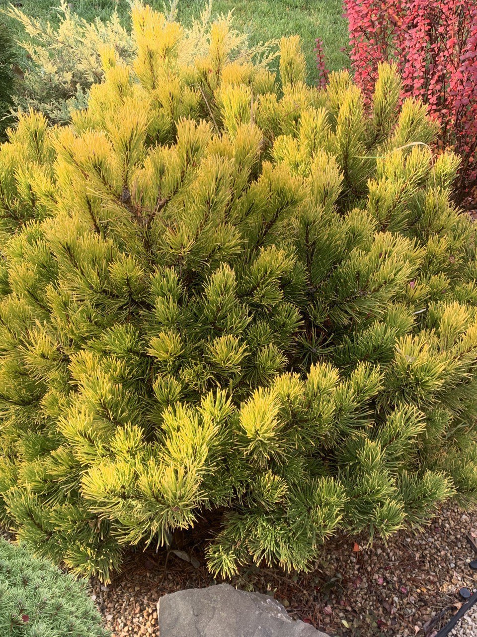 Pinus mugo ‘Carsten's Wintergold’