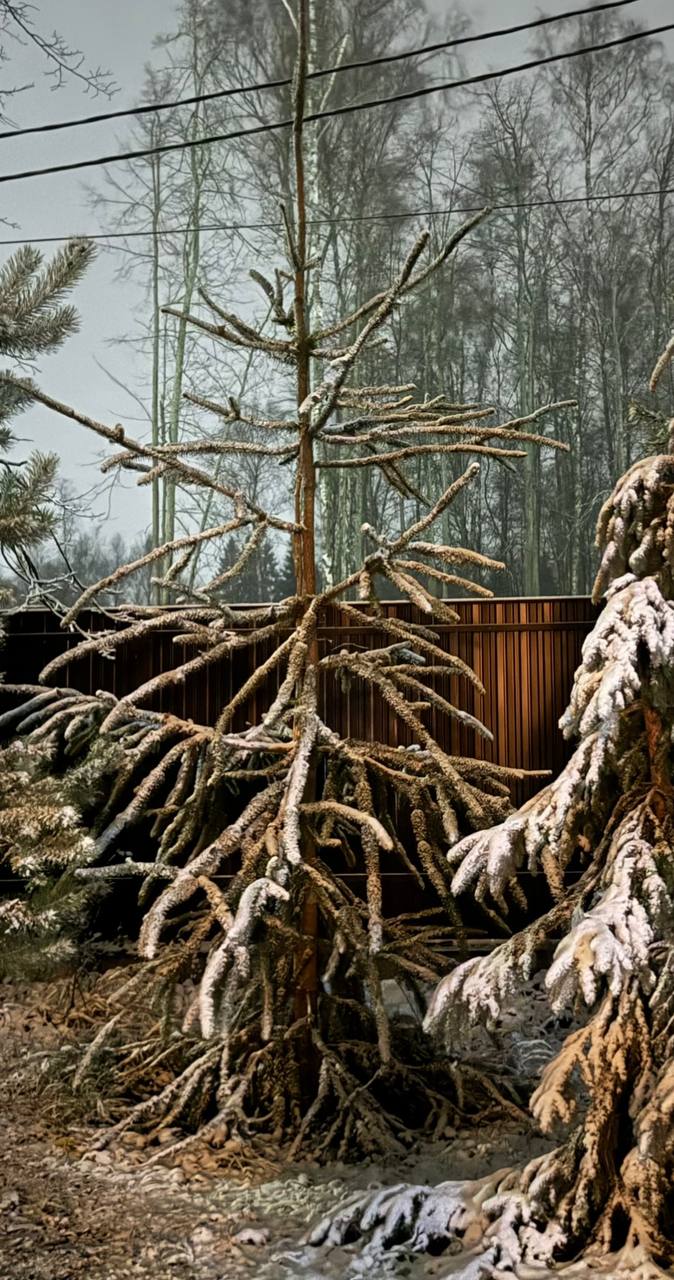 Picea abies ‘Virgata’