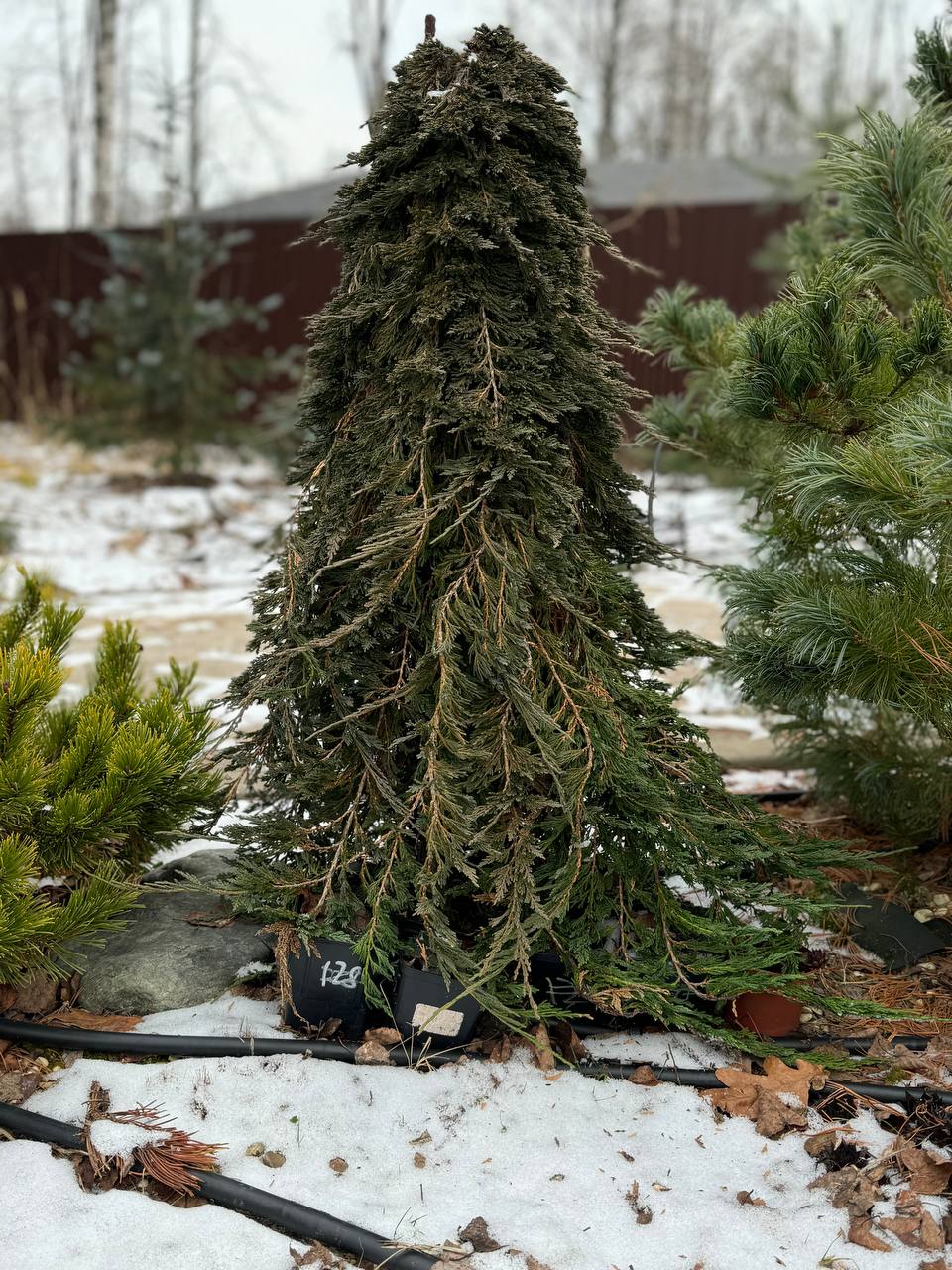 Juniperus horizontalis 'Pancake'