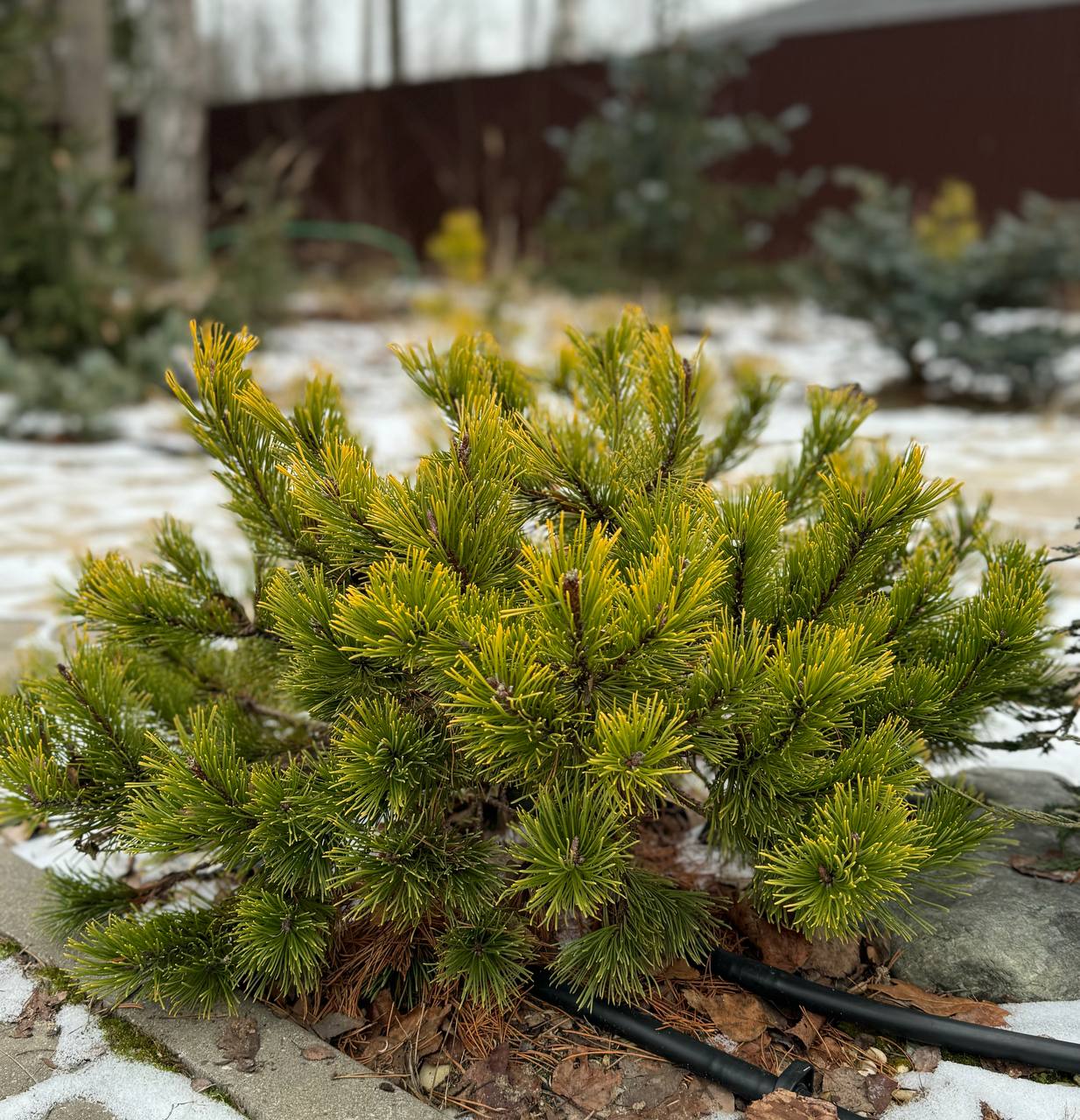 Pinus mugo 'Little Gold Star'