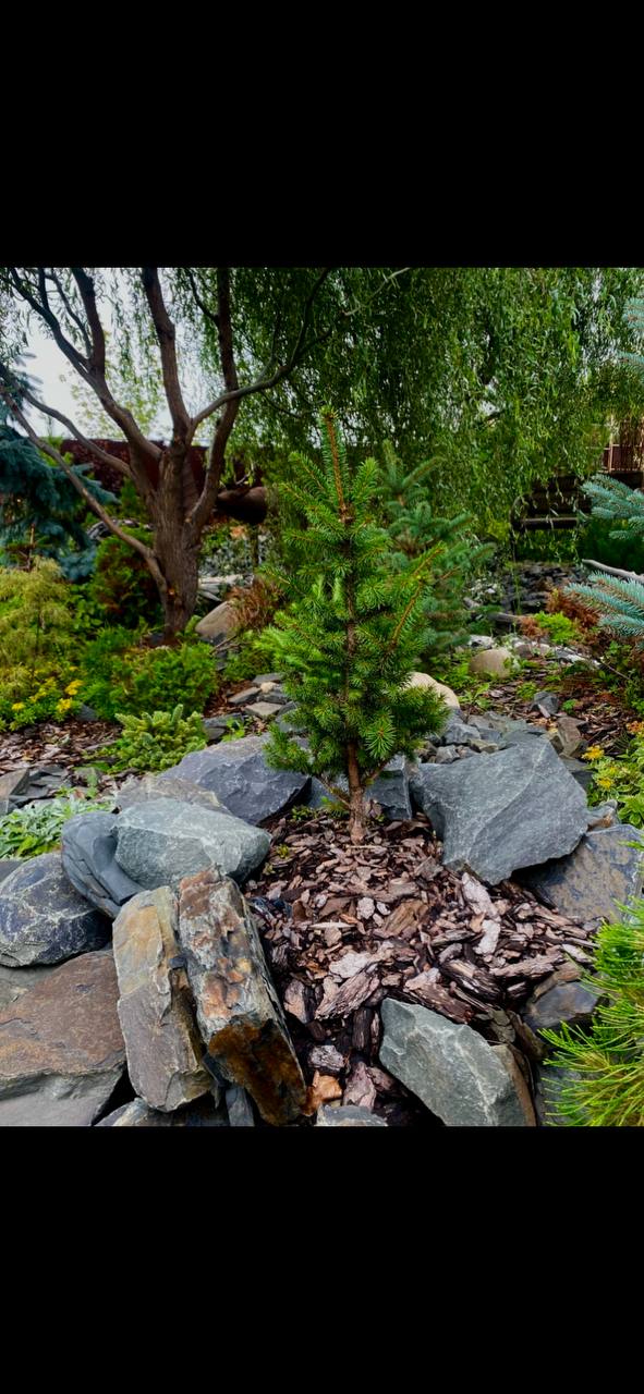 Picea sitchensis ‘Water Nymph’