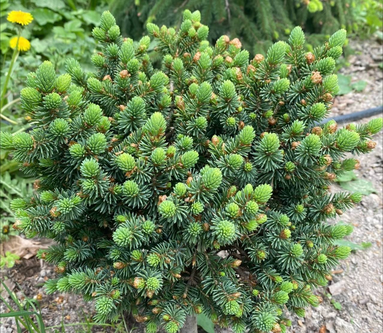 Picea glauca ‘Cecilia’