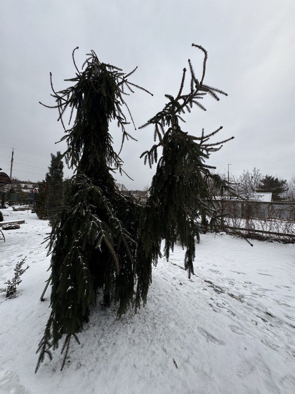 Picea abies 'Inversa'