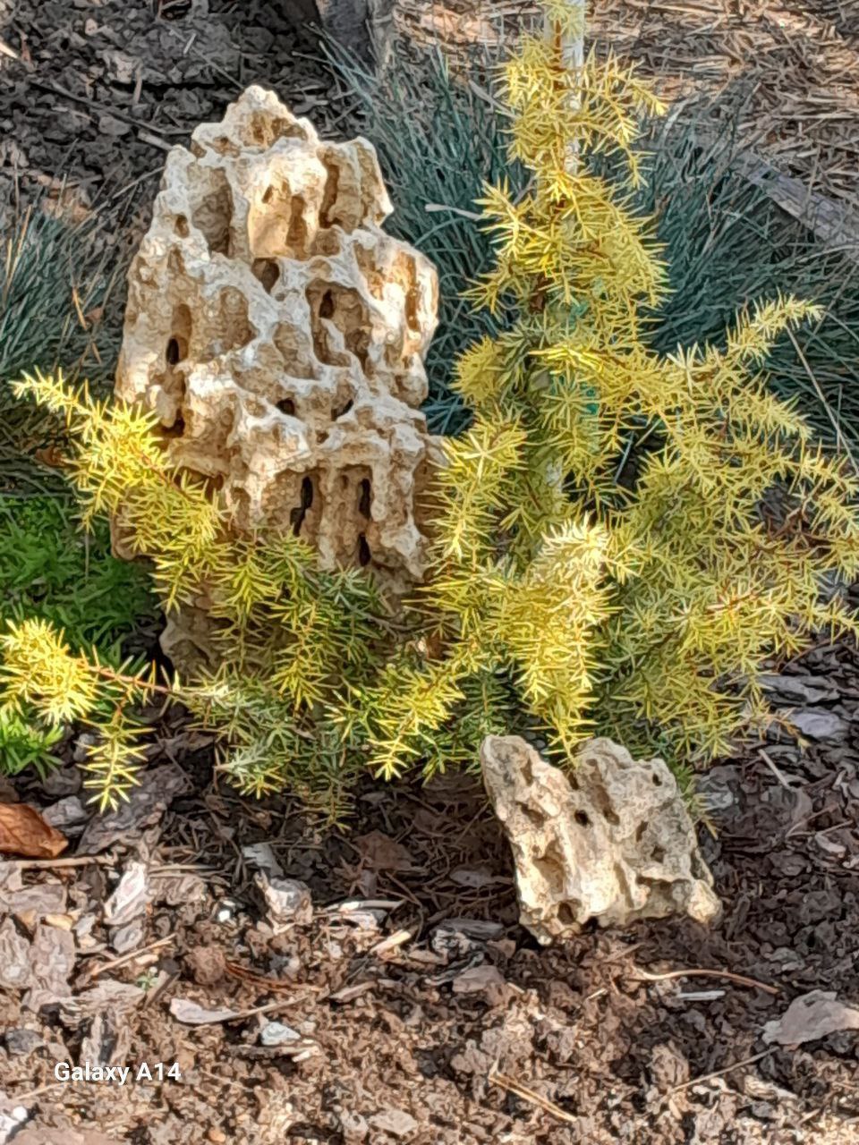 Juniperus communis 'Kalebab'