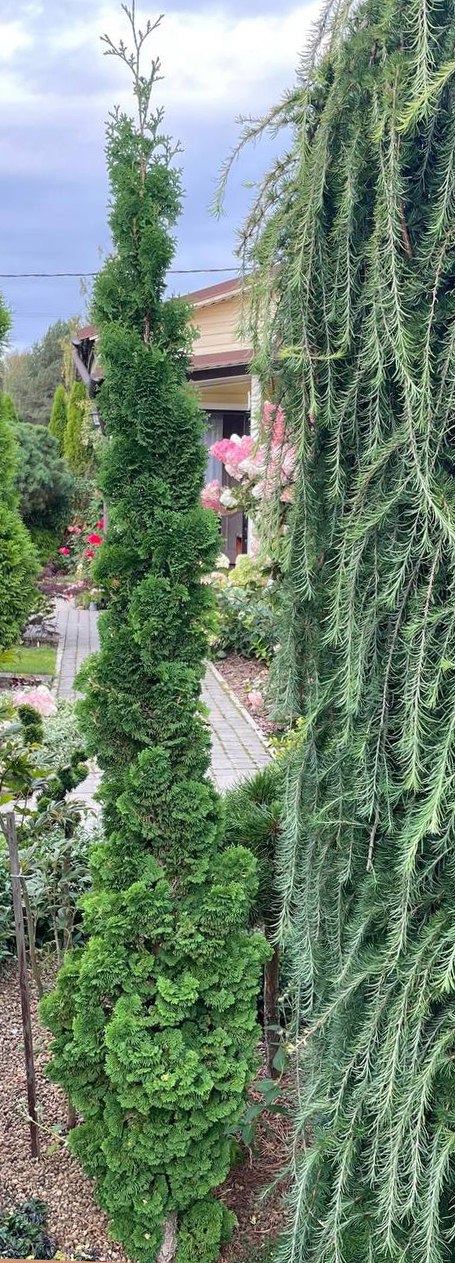 Thuja occidentalis ‘Brobeck’s Tower’
