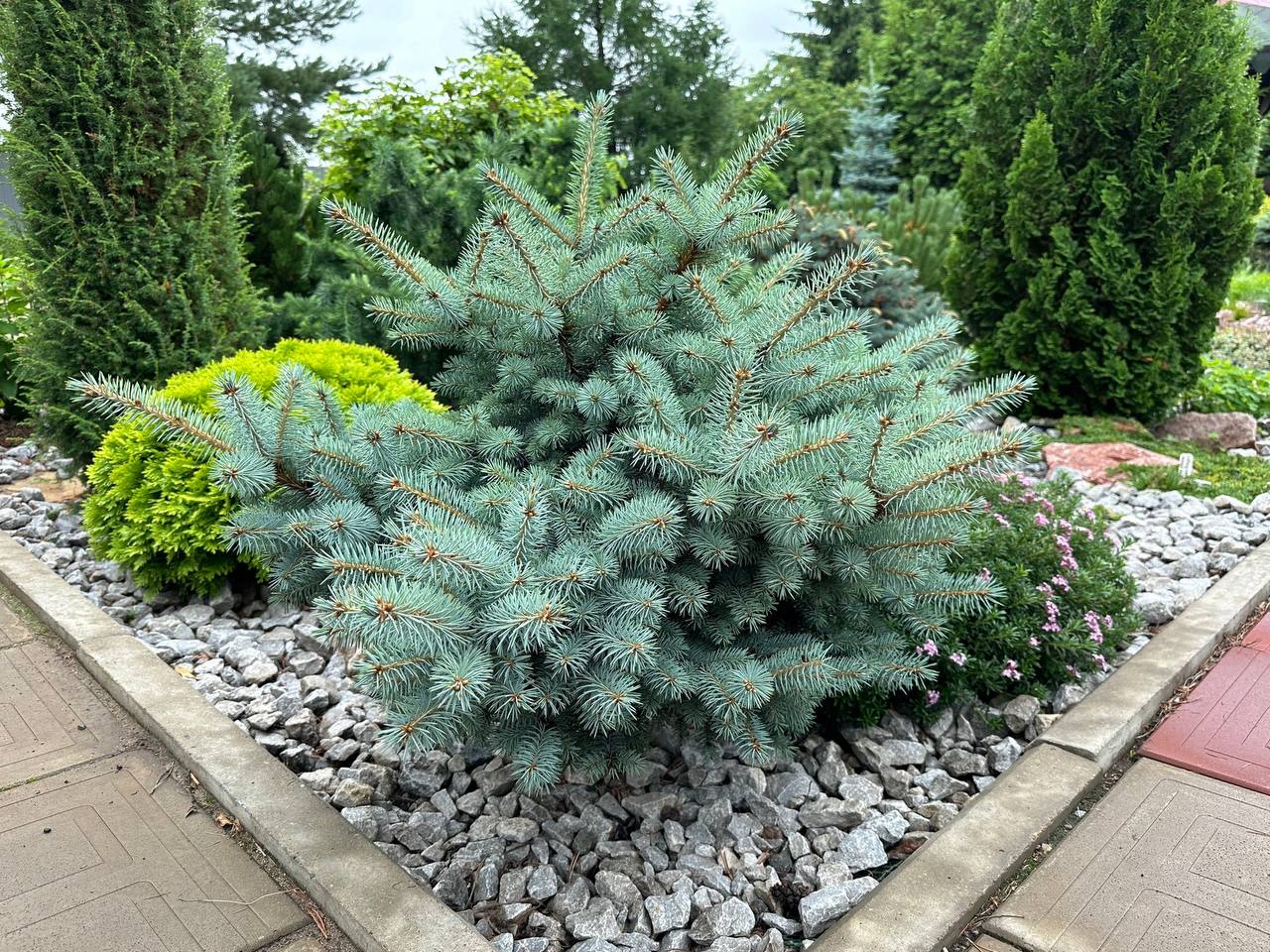 Picea pungens 'Brno 2'