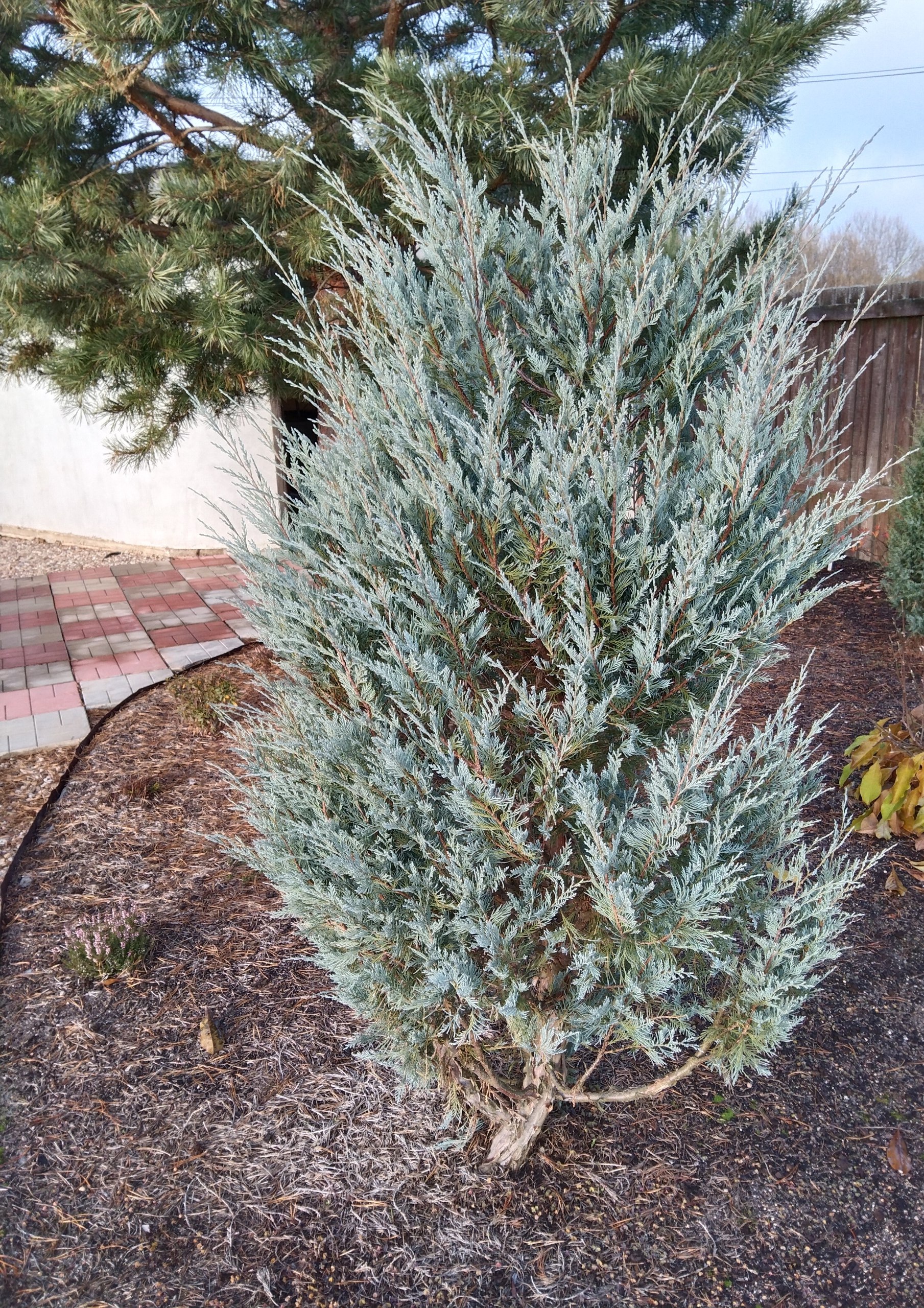 Juniperus scopulorum 'Wichita Blue'