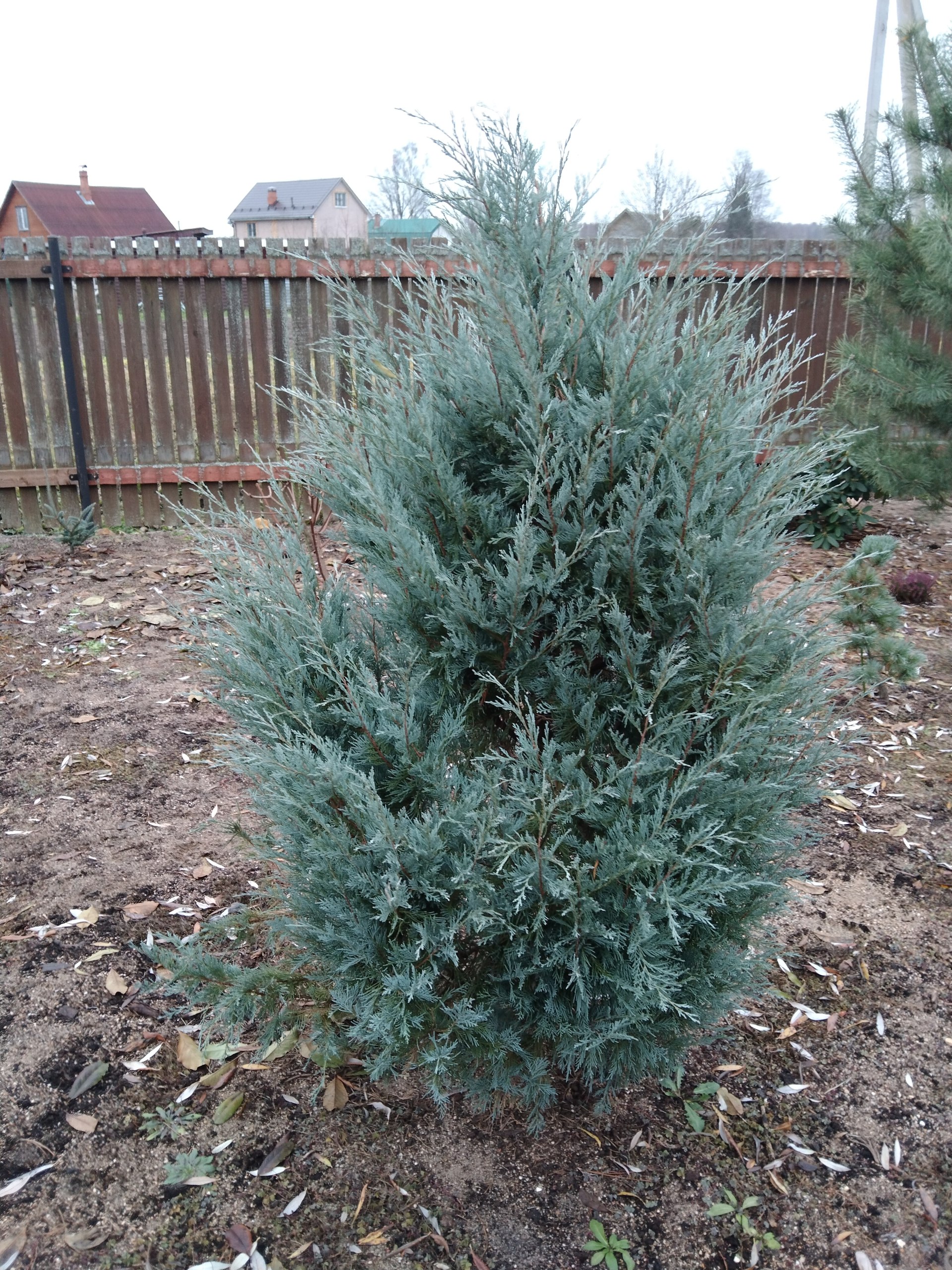 Juniperus scopulorum 'Blue Heaven'