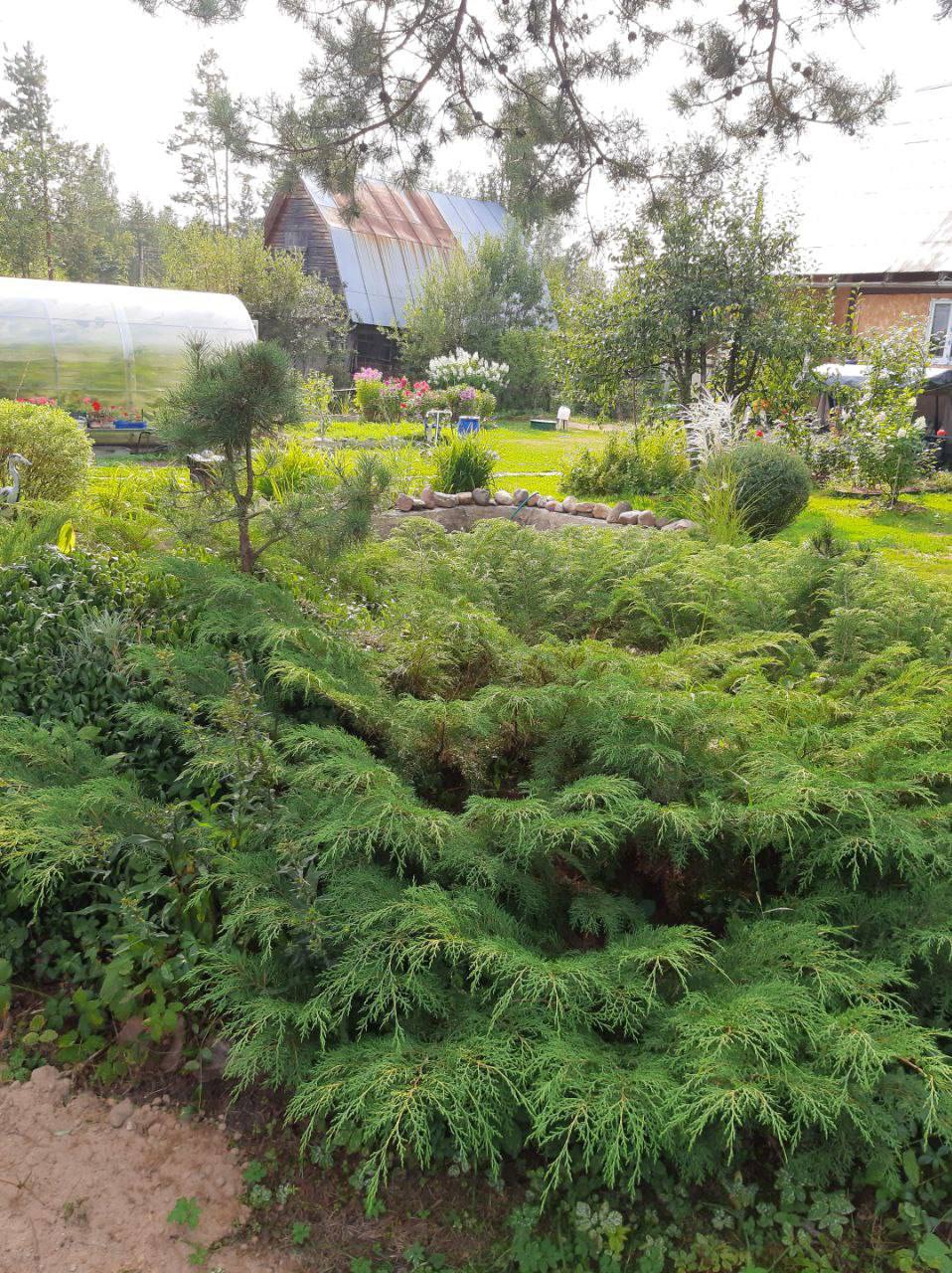 Microbiota decussata