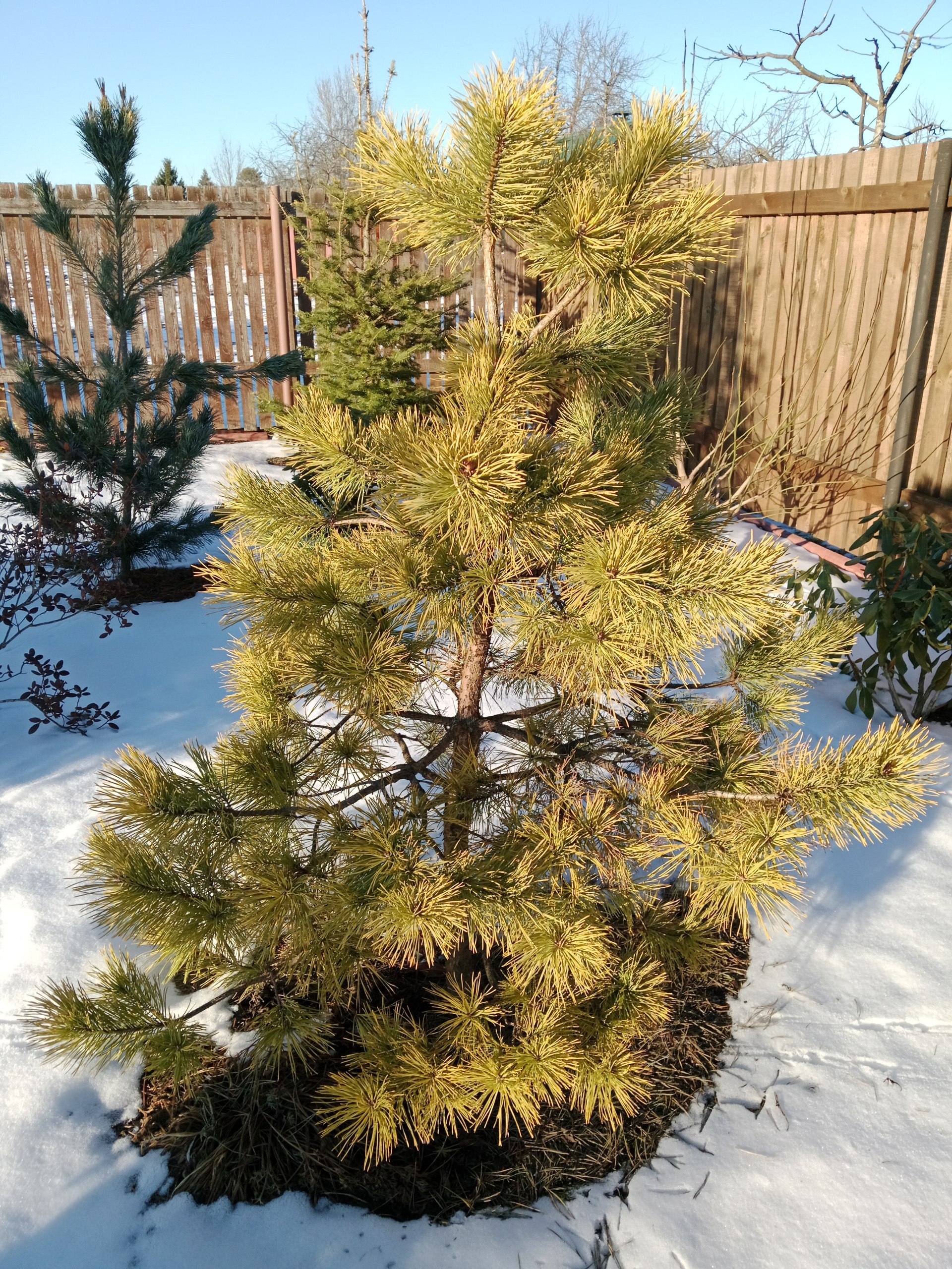 Pinus sylvestris 'Aurea'