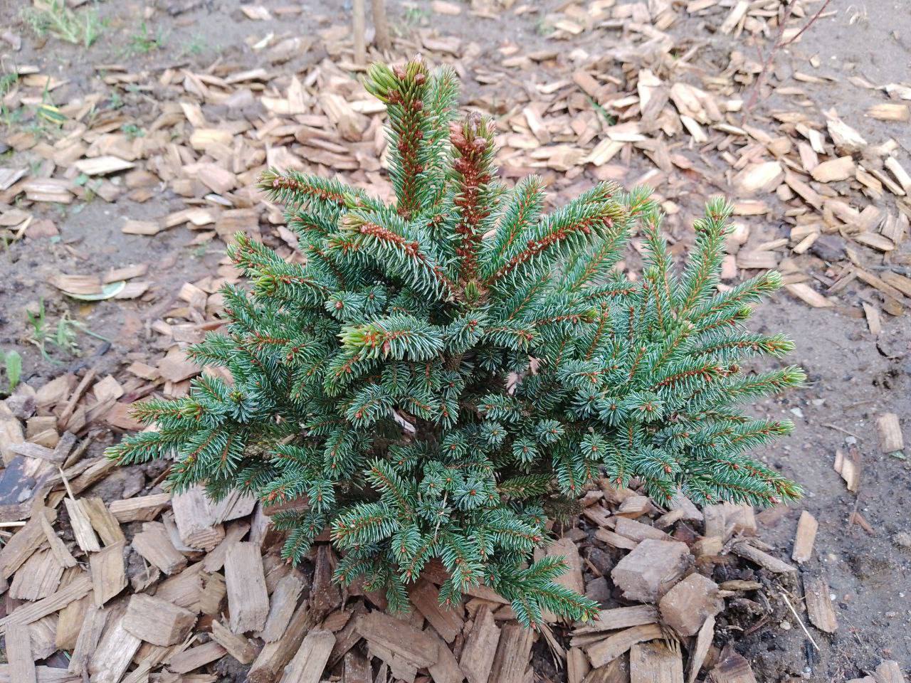 Picea glehnii ‘J.D. Dwarf’