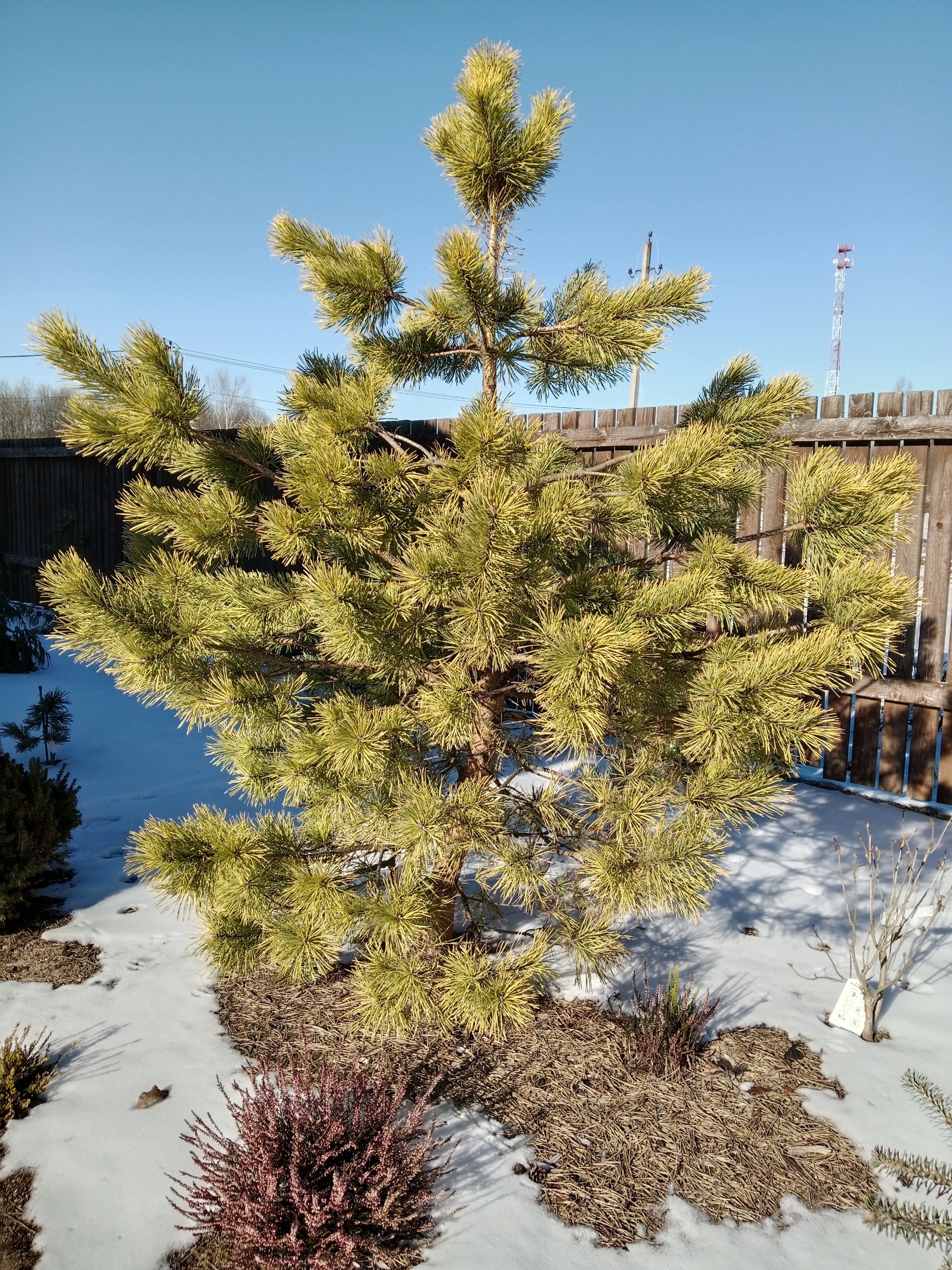 Pinus sylvestris 'Wintergold'