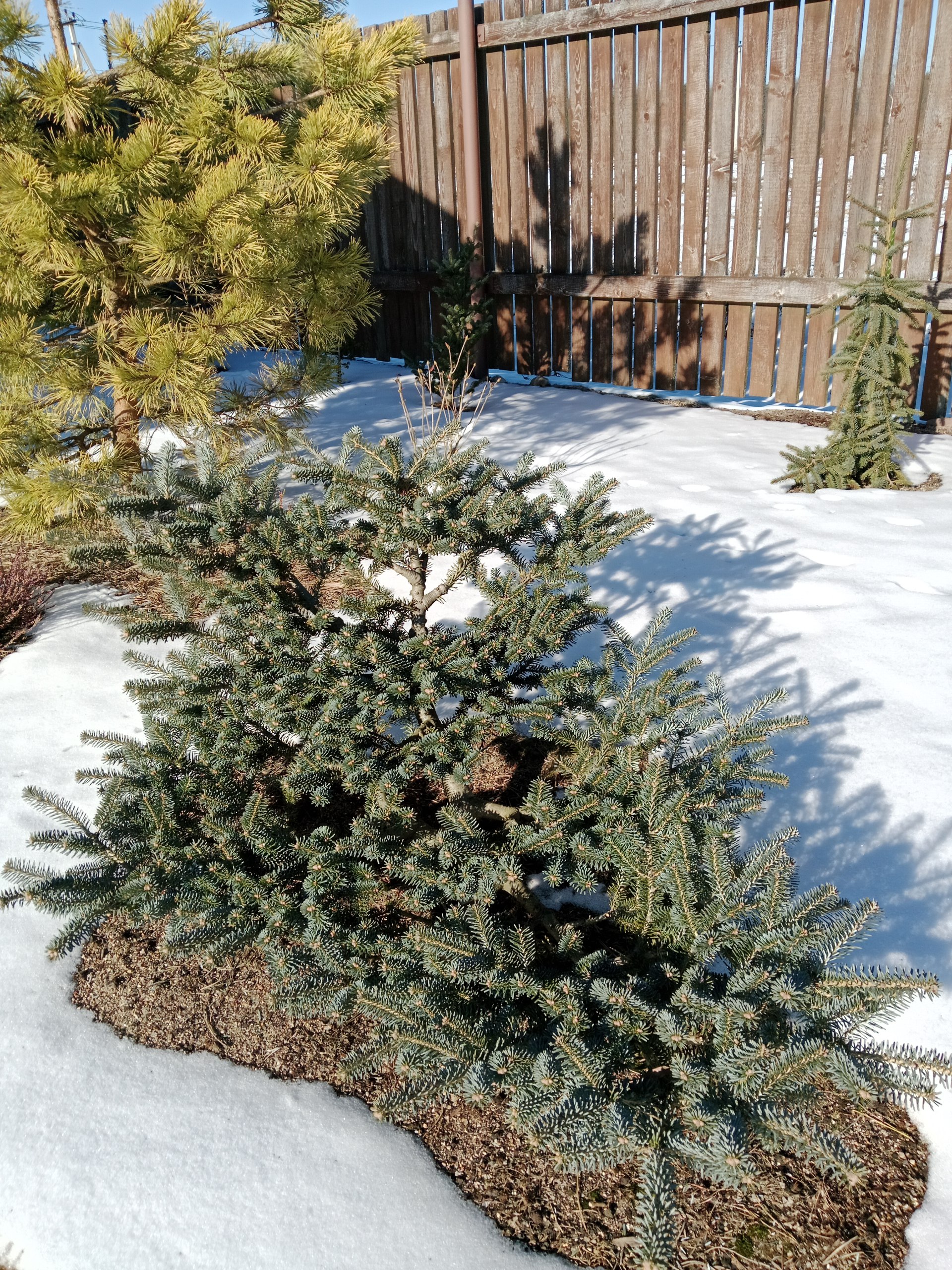 Abies koreana 'Blue Magic'