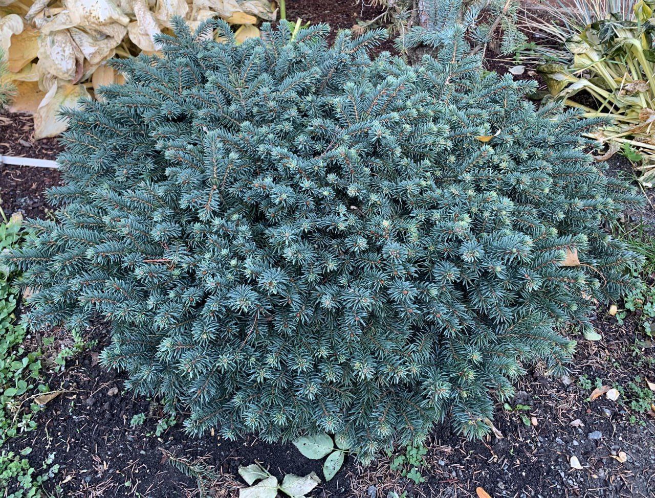 Picea pungens 'Waldbrunn'