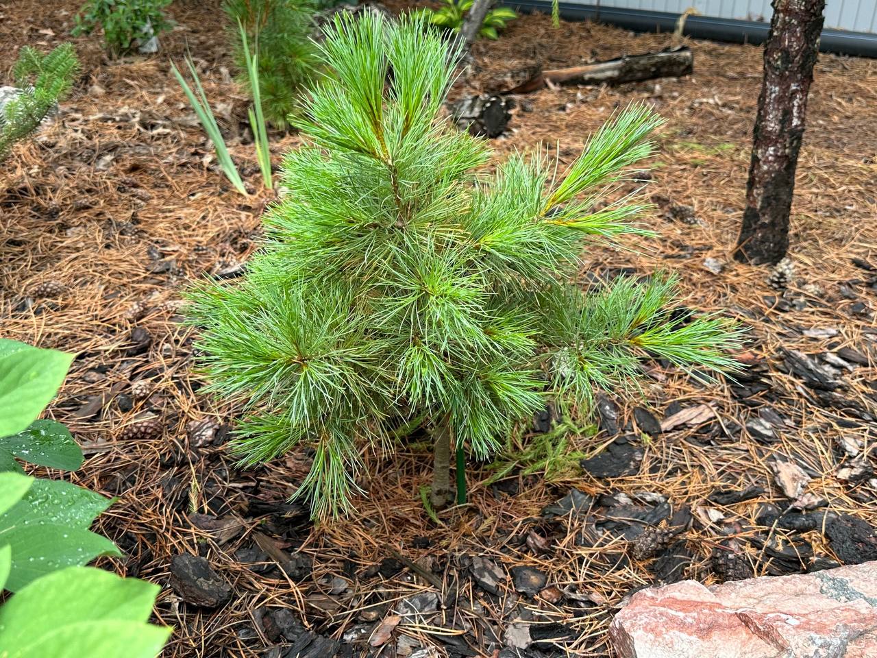 Pinus peuce 'Todorka'