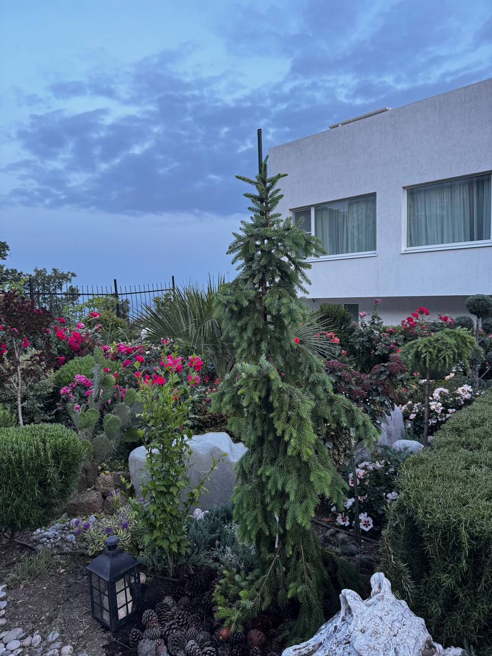 Picea omorika ‘ Pendula’