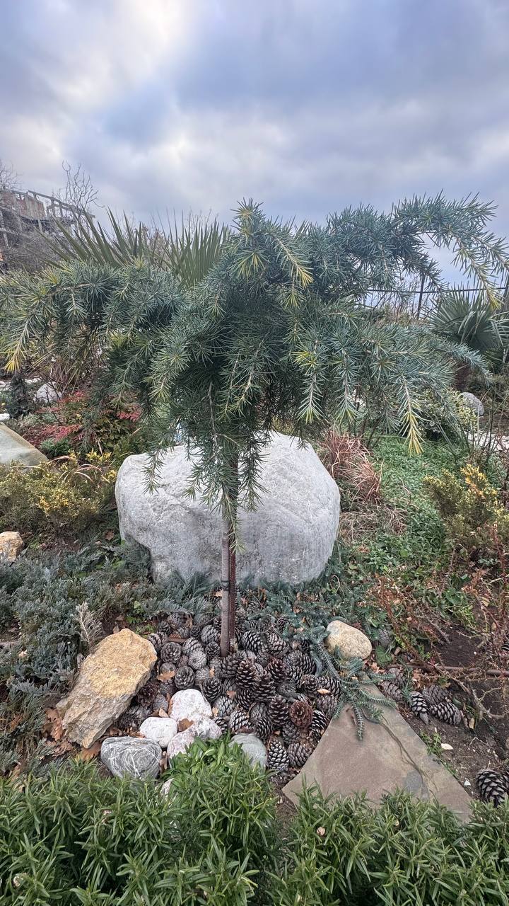 Cedrus deodara ‘Feelin Blue’