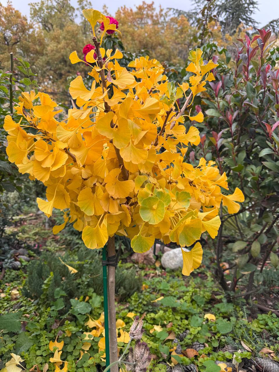Ginkgo biloba ‘Mariken’