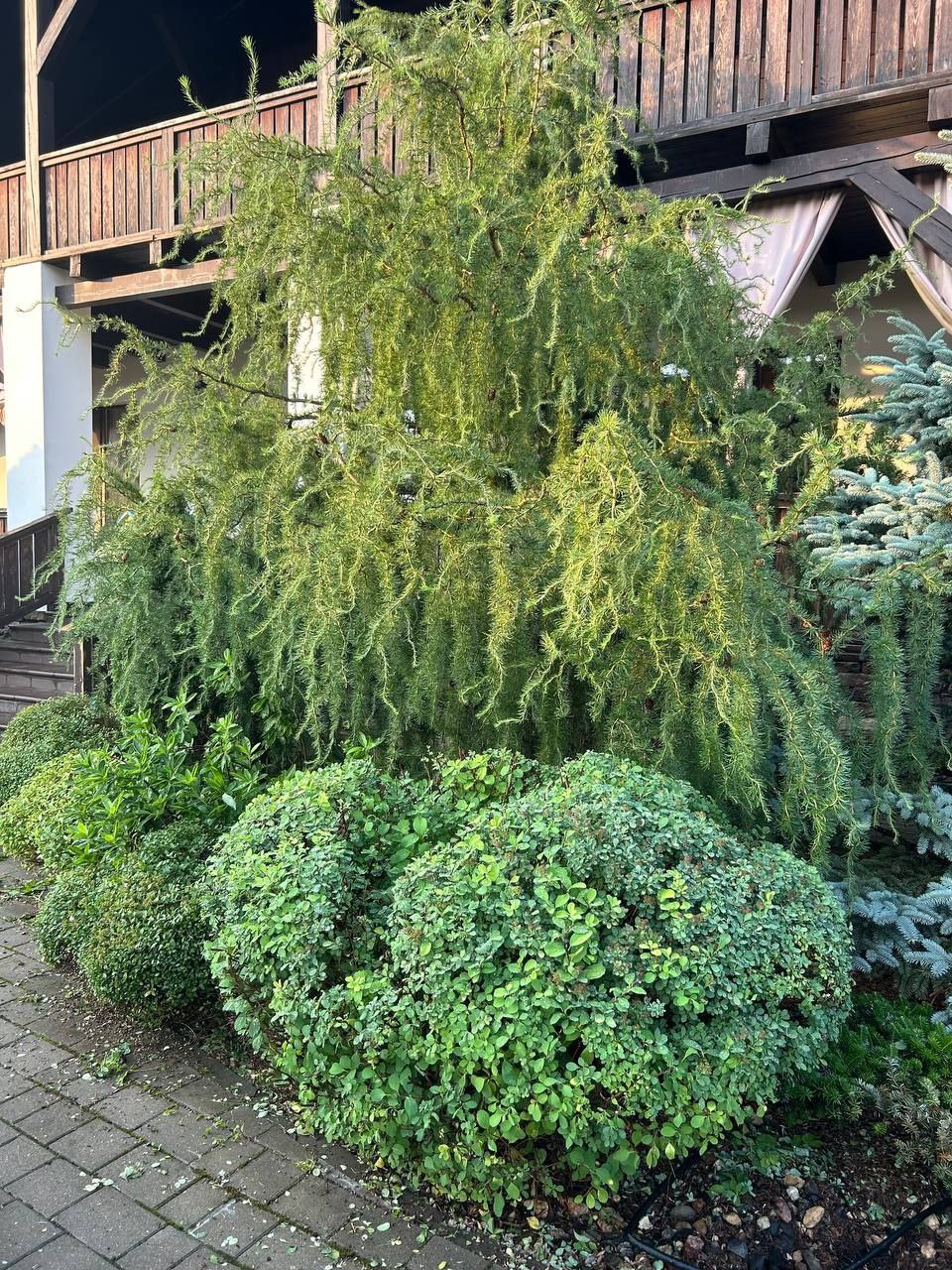 Larix decidua 'Horstmann Recurved'