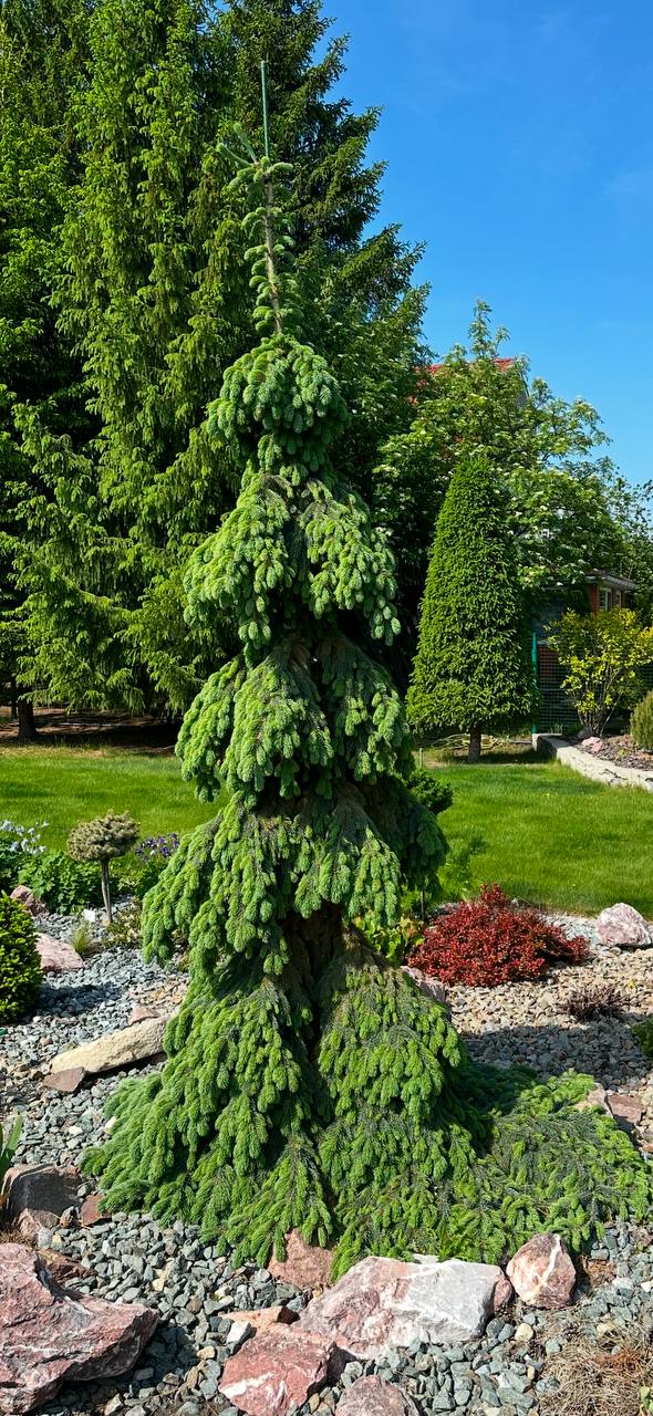Picea glauca 'Pendula'
