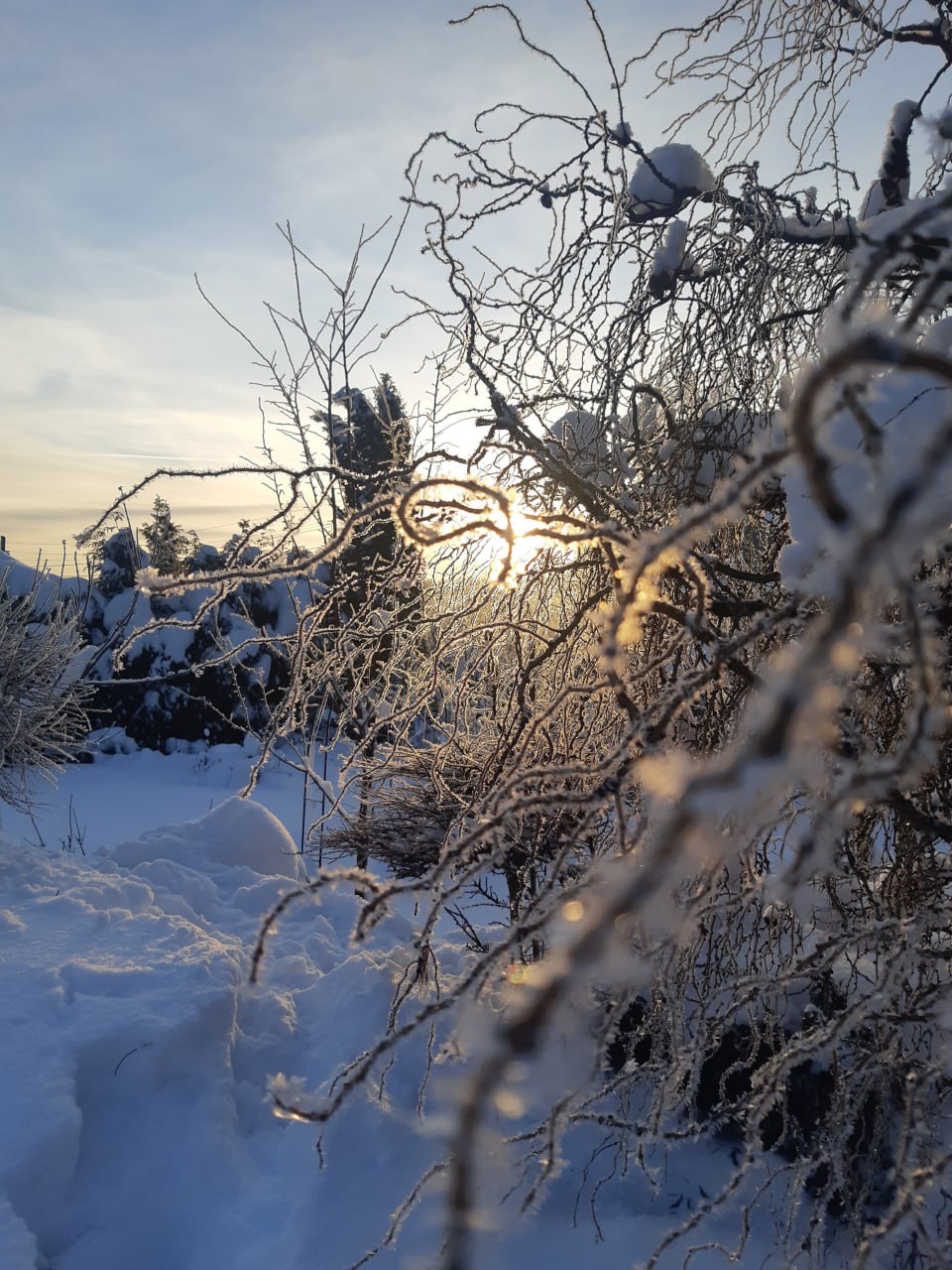 Larix decidua 'Horstman Recurved'