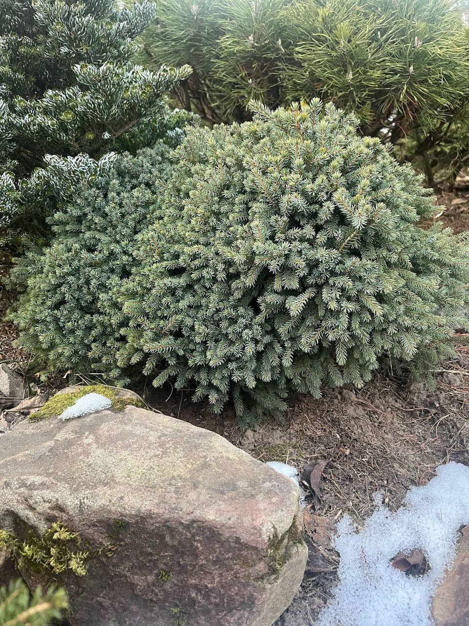 Picea glauca 'Echiniformis'