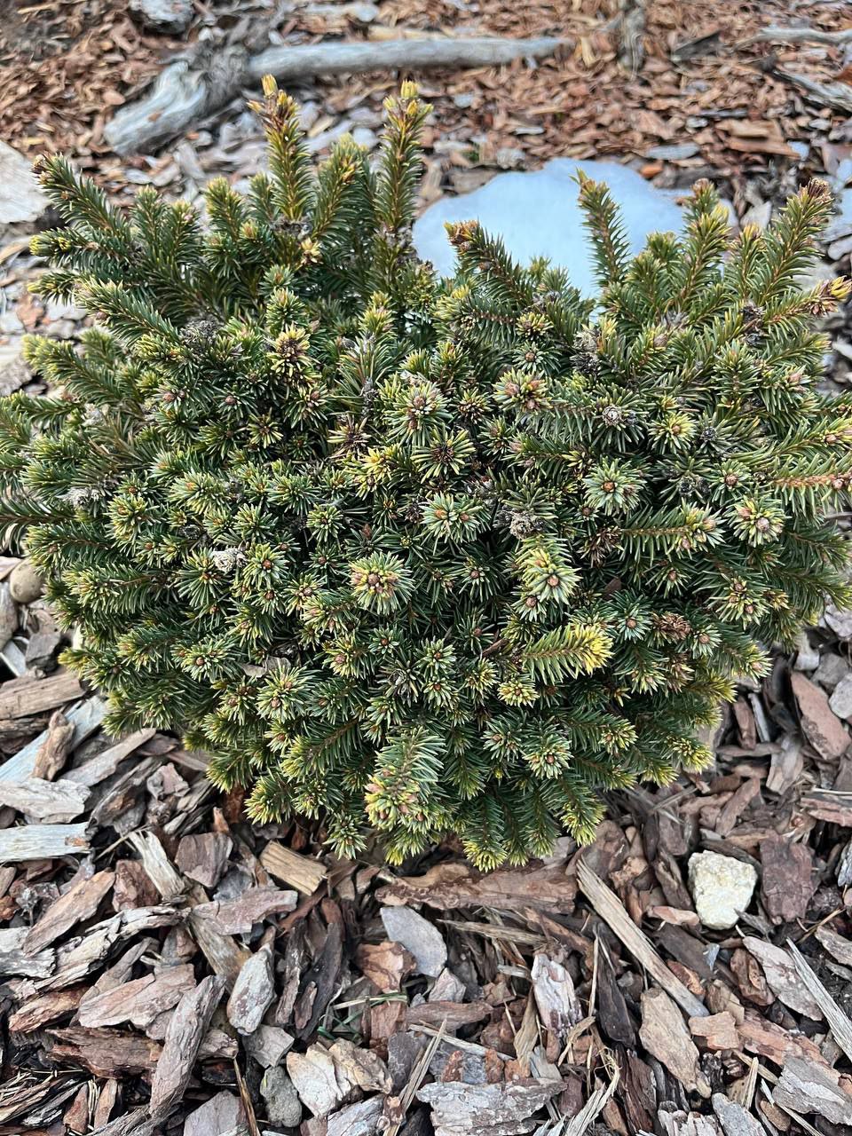 Picea abies 'Medusa'