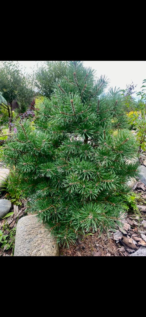 Pinus sylvestris 'Bexel WB SDL'