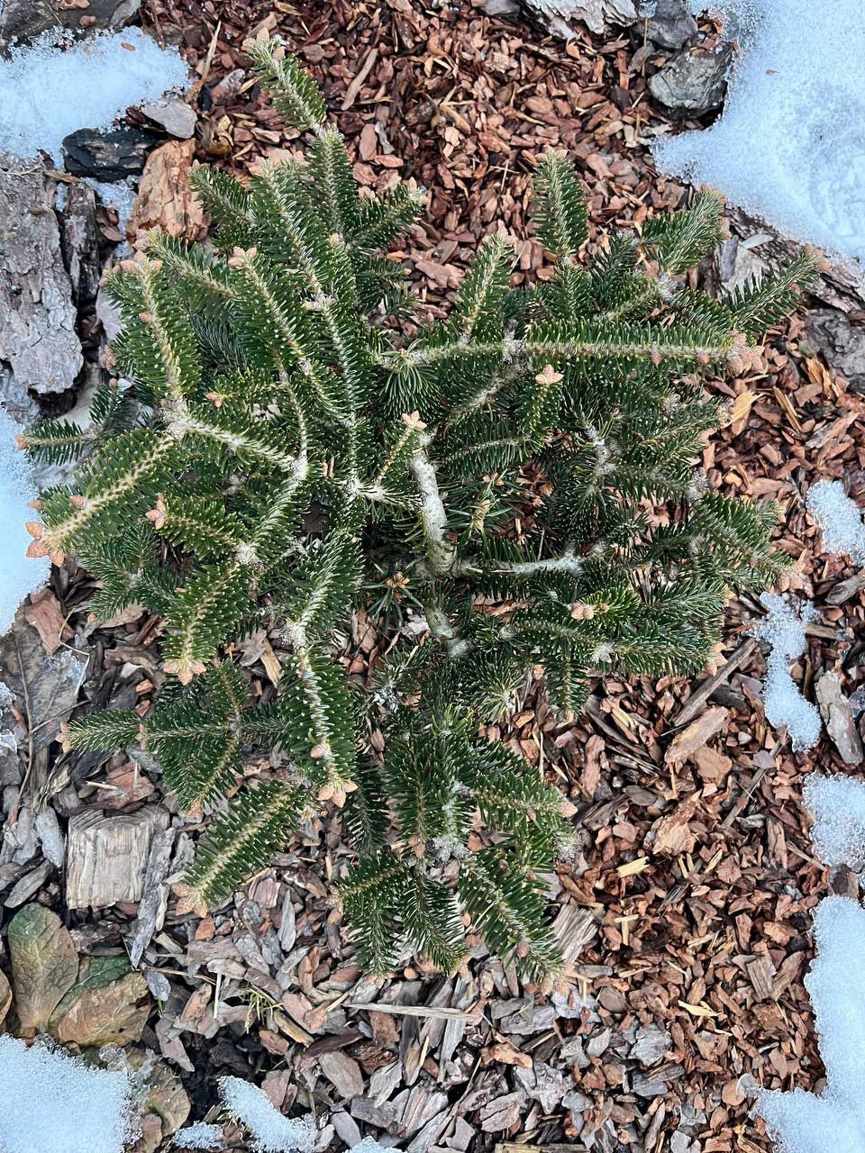 Abies cephalonica 'Meyer's Dwarf'