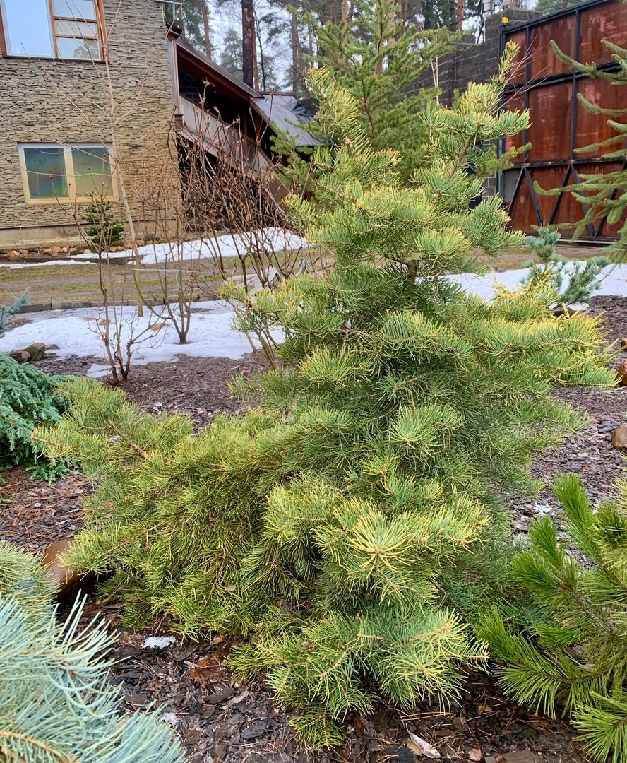 Abies concolor ‘Wintergold’