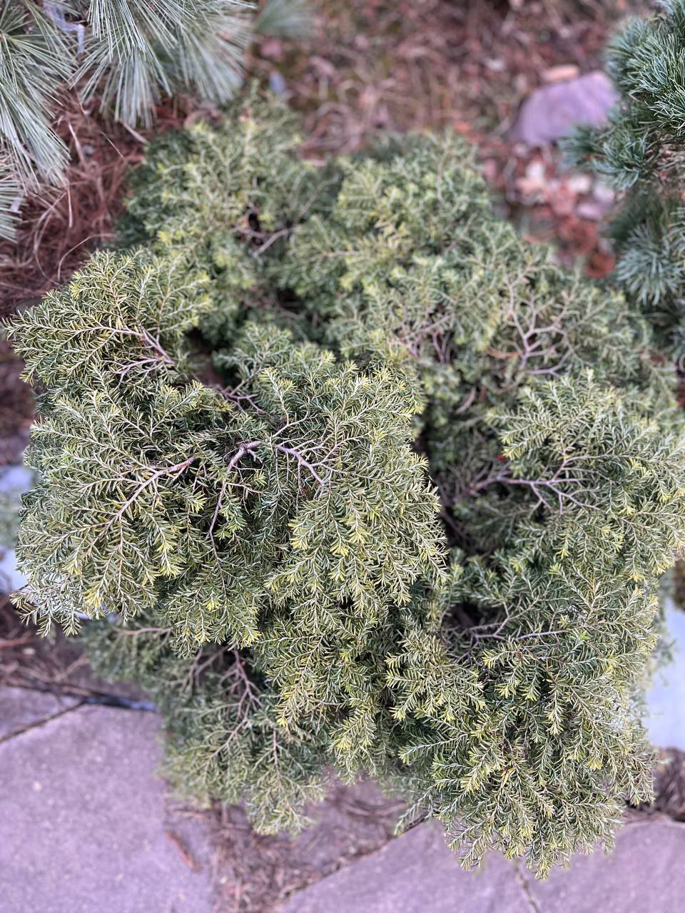 Tsuga canadensis 'Jeddeloh'