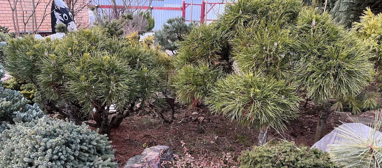 Pinus mugo 'Varella'