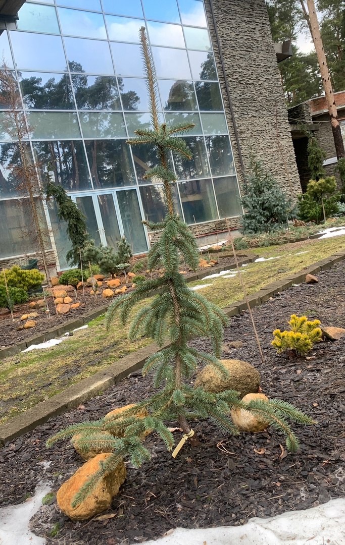 Picea pungens ‘Pepo’