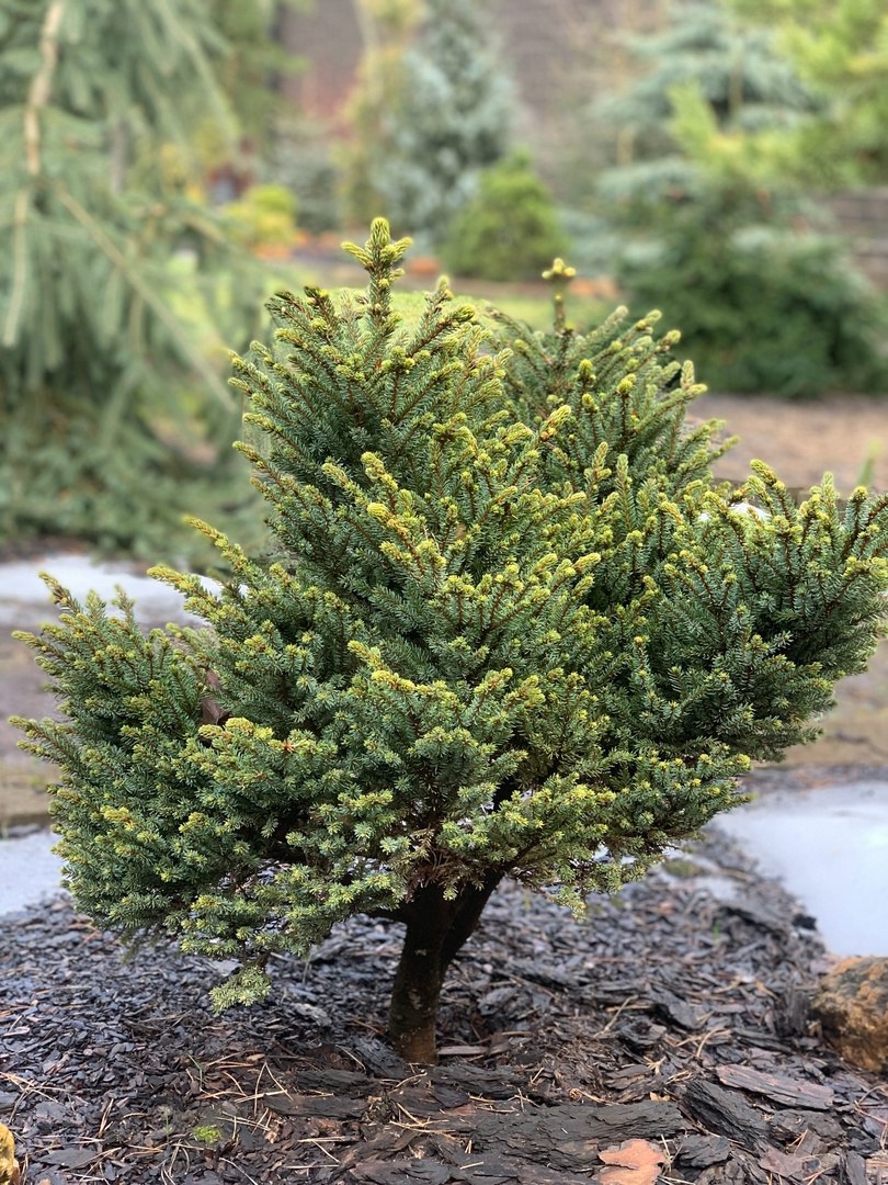 Picea glehnii ‘Chinese Marl’