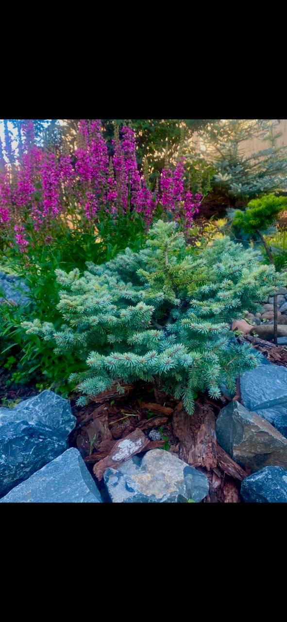 Picea pungens 'Nana Hachmann'