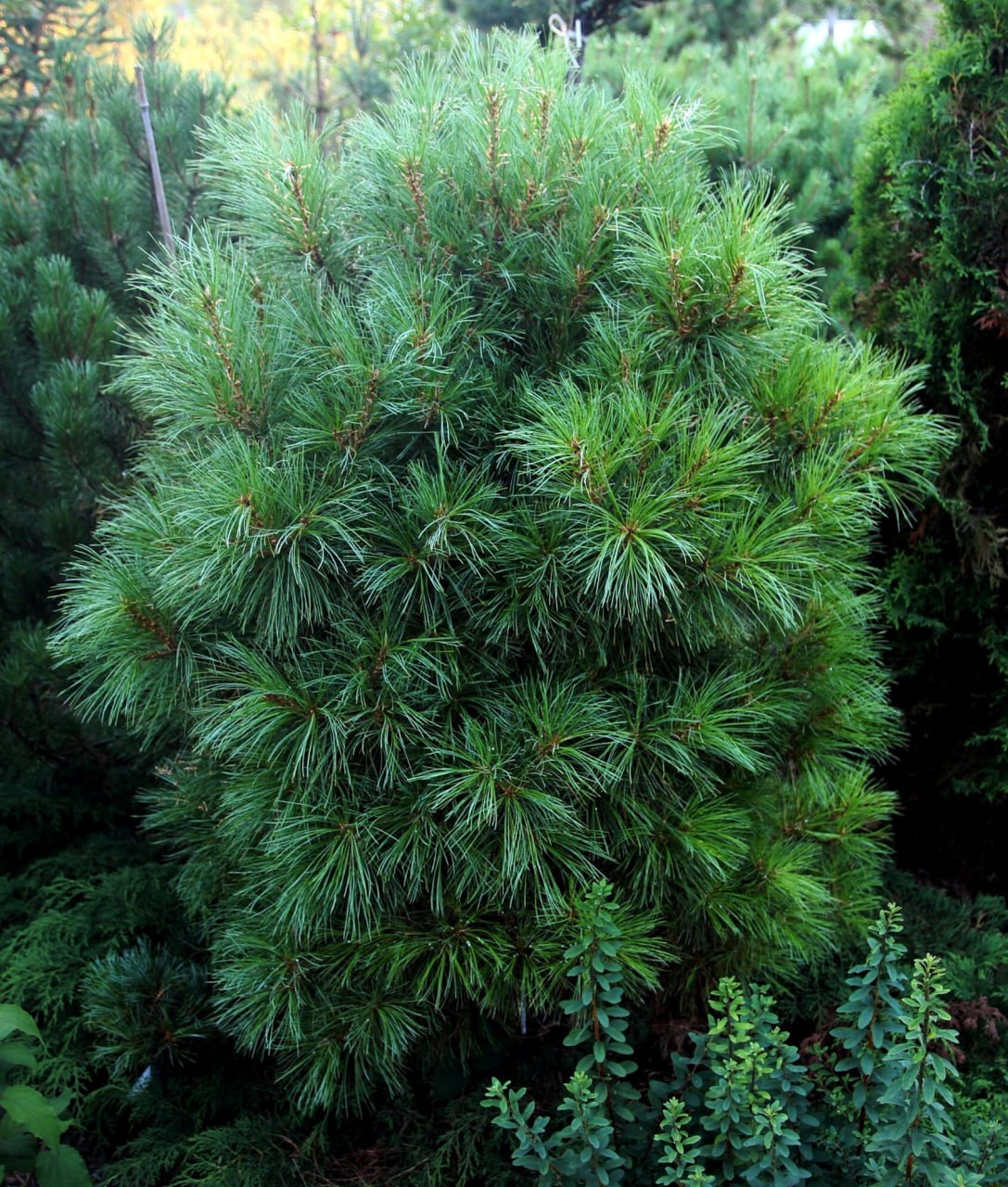 Pinus sibirica 'SPP'