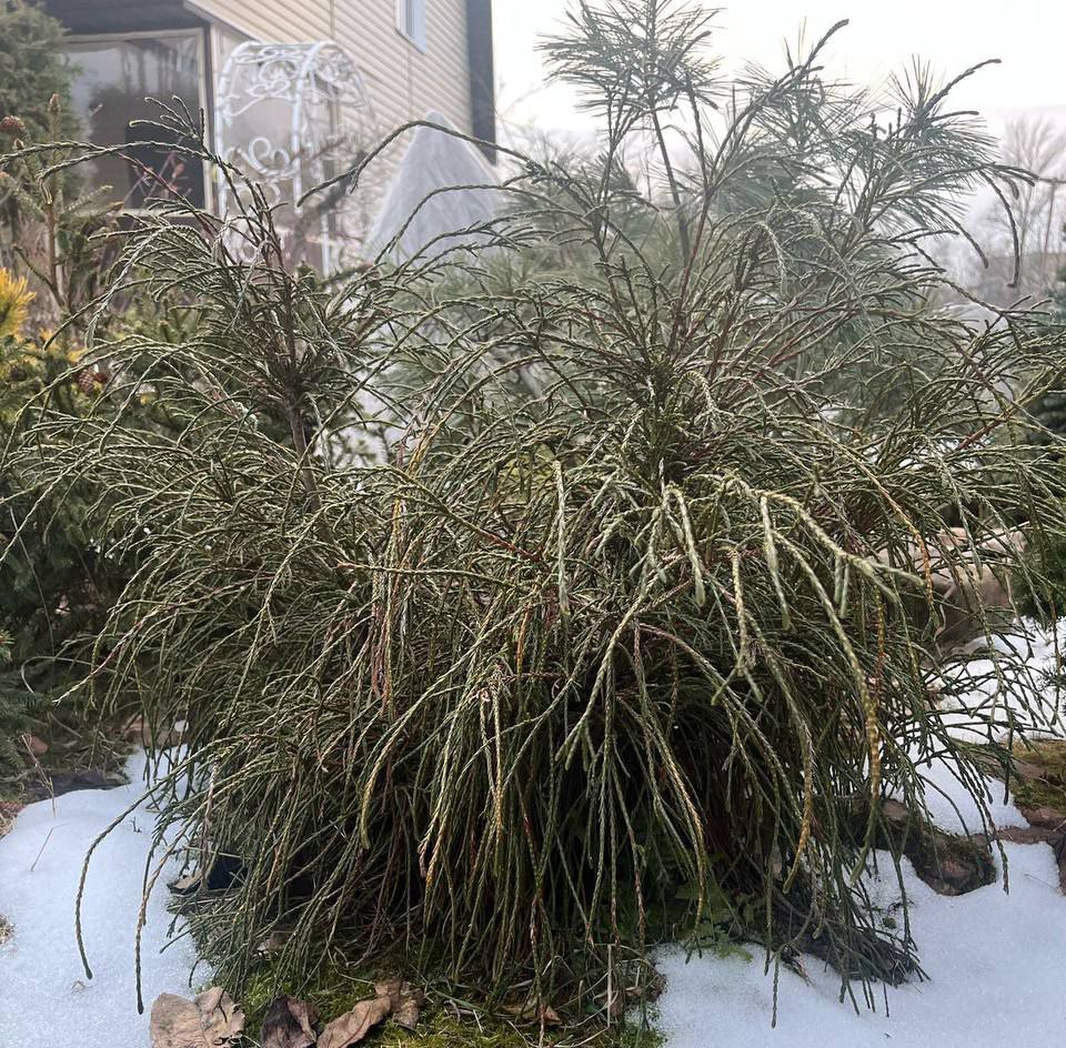 Thuja plicata 'Whipcord'