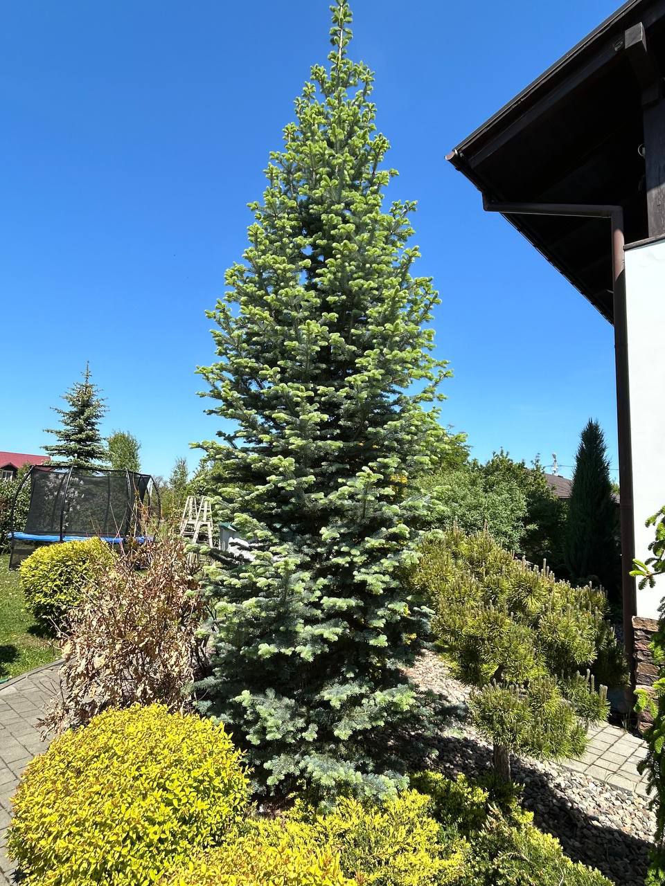 Abies lasiocarpa 'Argentea'