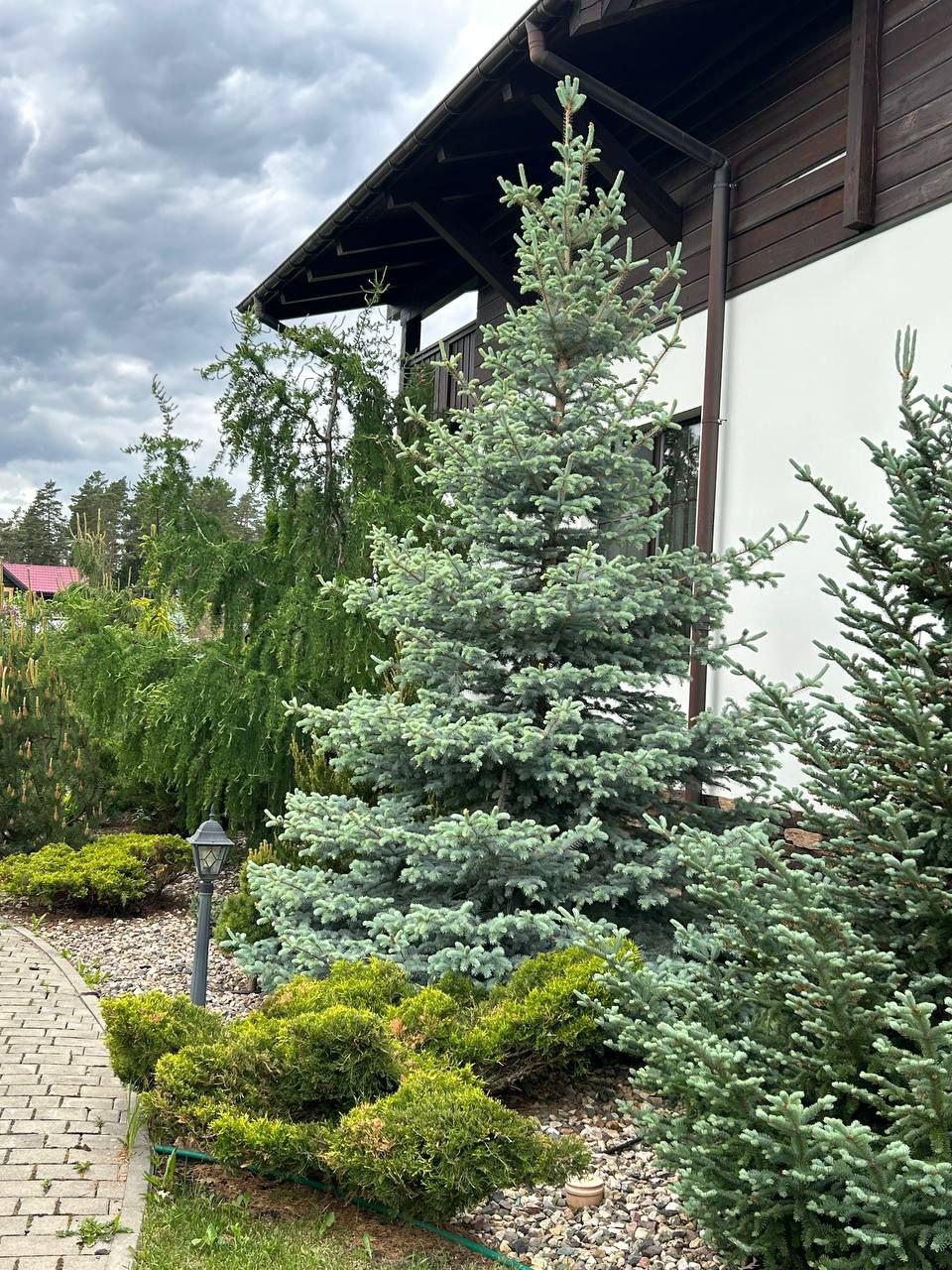 Picea pungens 'Edith'