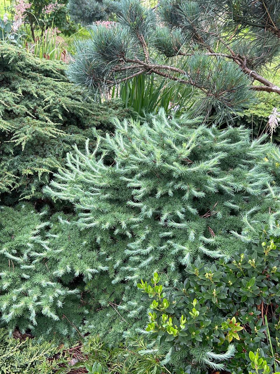 Larix kaempferi 'Blue Dwarf'