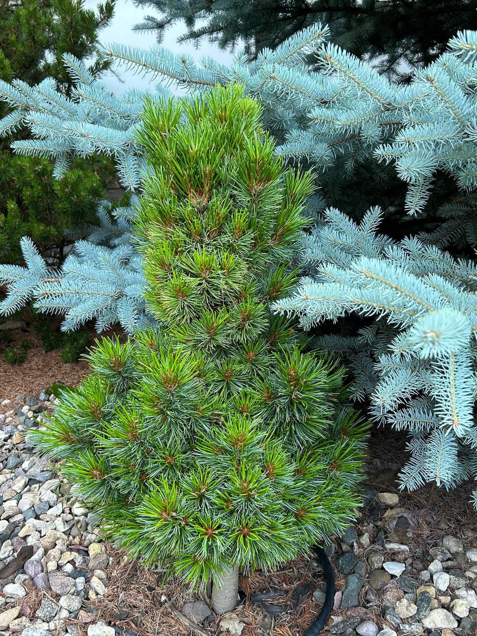 Pinus flexilis 'Tara Mae'