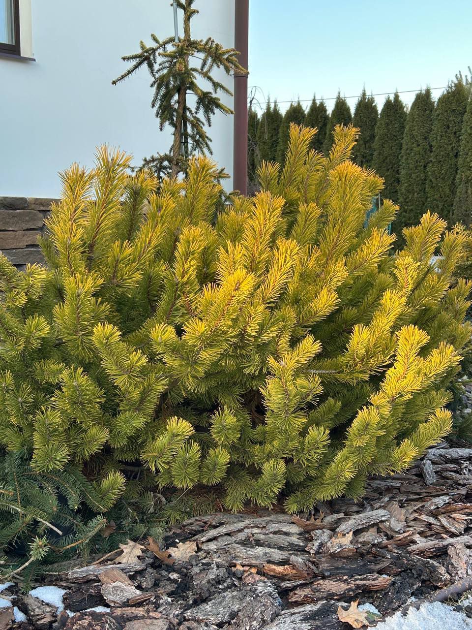 Pinus mugo 'Laarhaide'