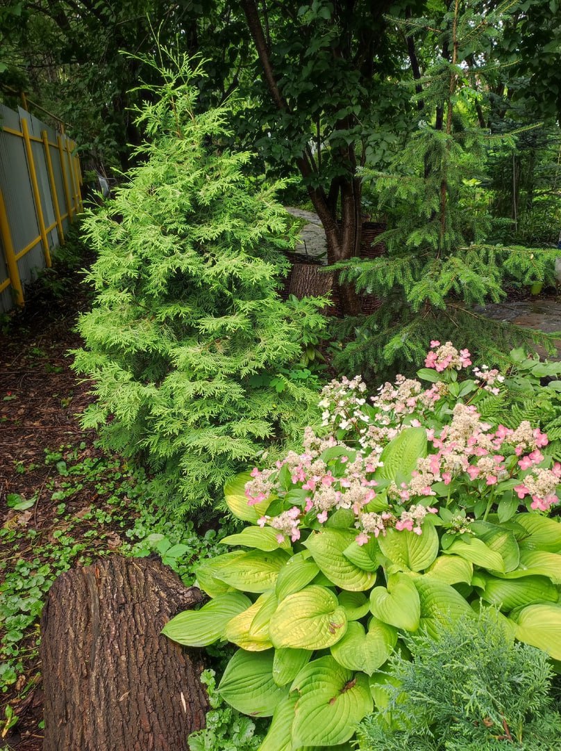 Thuja occidentalis 'Bor'