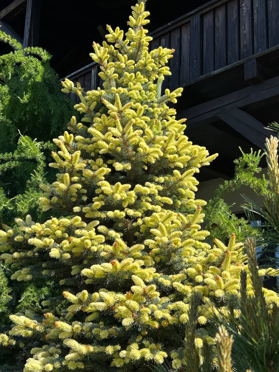 Picea pungens 'Bialobok'