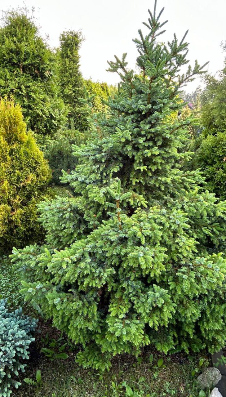 Picea omorika 'Nana'