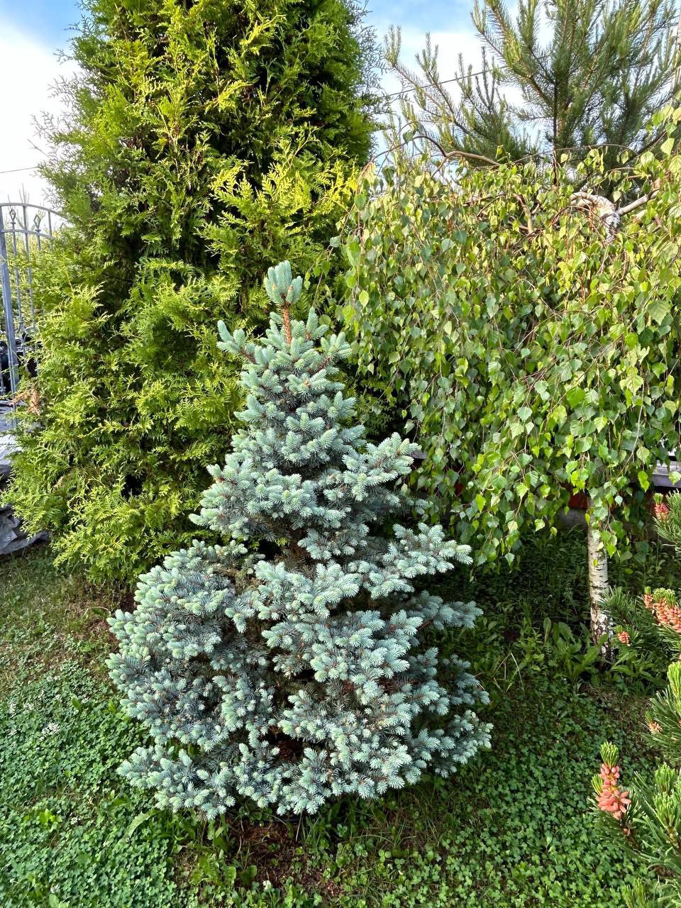 Picea pungens 'Bastion'