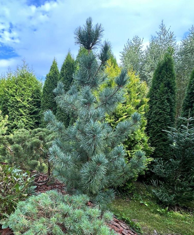 Pinus koraiensis 'Silveray'