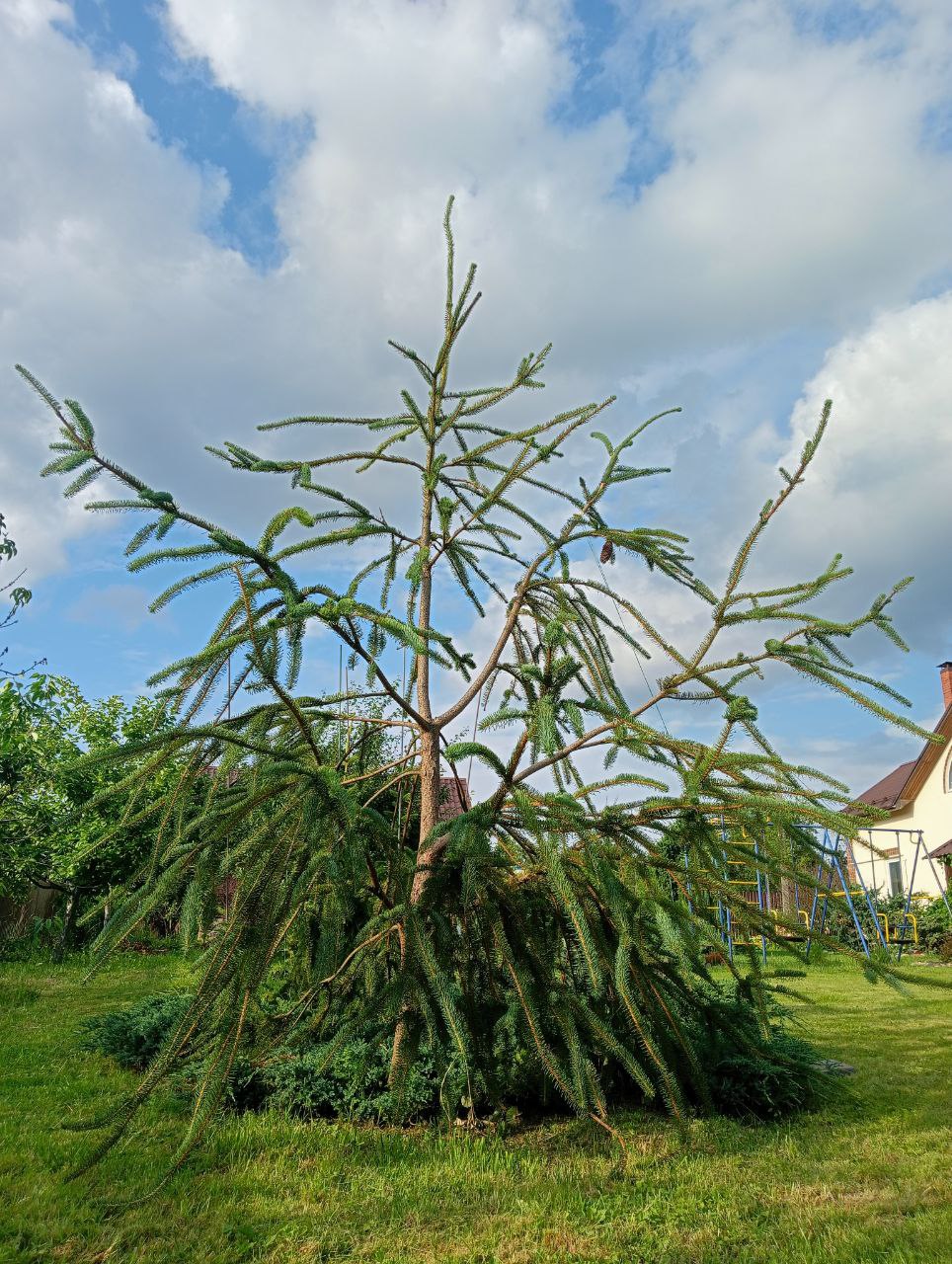 Picea abies ‘Virgata’