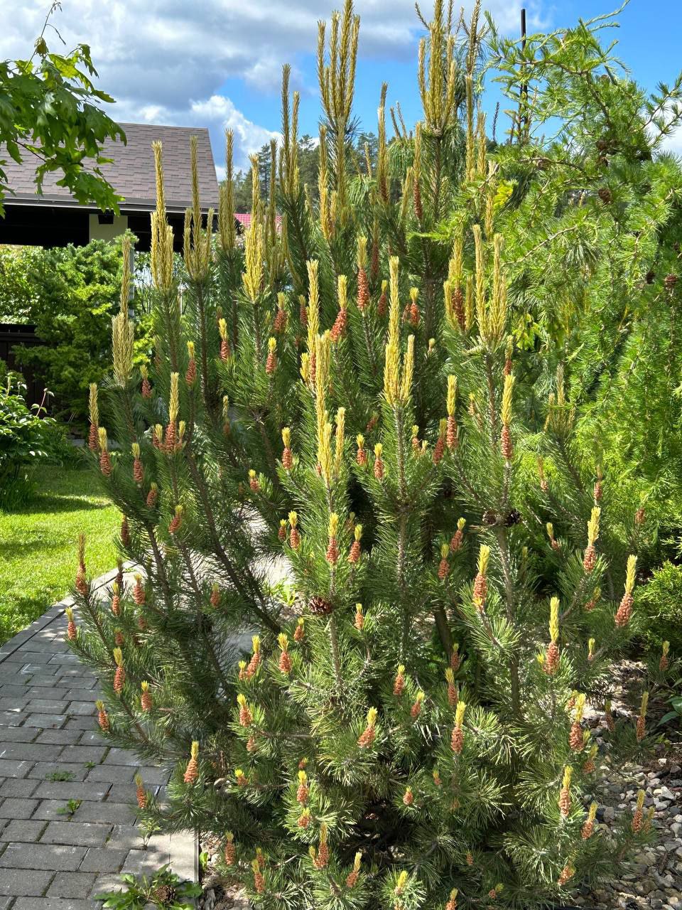 Pinus mugo 'Fruhlingsgold'