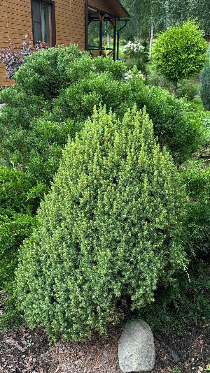 Picea glauca ‘Conica’